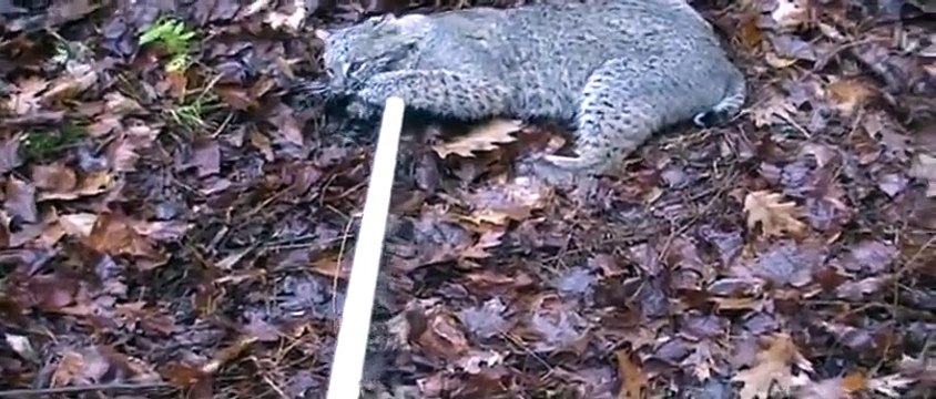 Il veut attraper un lynx mais c'est le lynx qui essaie de l'attraper