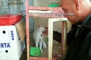 saving turkish angora cat from the pet shop