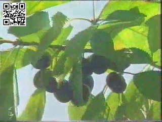 GİRESUN TANITIM FİLMİ1