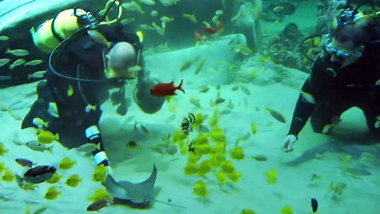 Zoo investigates death of 54 stingrays in tank malfunction