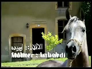 اجمل فرس غالية - Ghalia