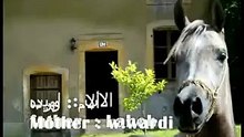 اجمل فرس غالية - Ghalia