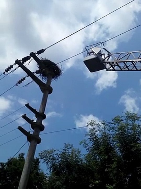 Leylekler için Yuvaya Dönüş Operasyonu!