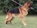 MRAZOVAC K9-PERSONAL PROTECTION DOGS,FAMILY PROTECTION DOGS