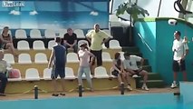 Briga Hilariante acontece depois que o cara decide nadar com os Golfinhos na Russia