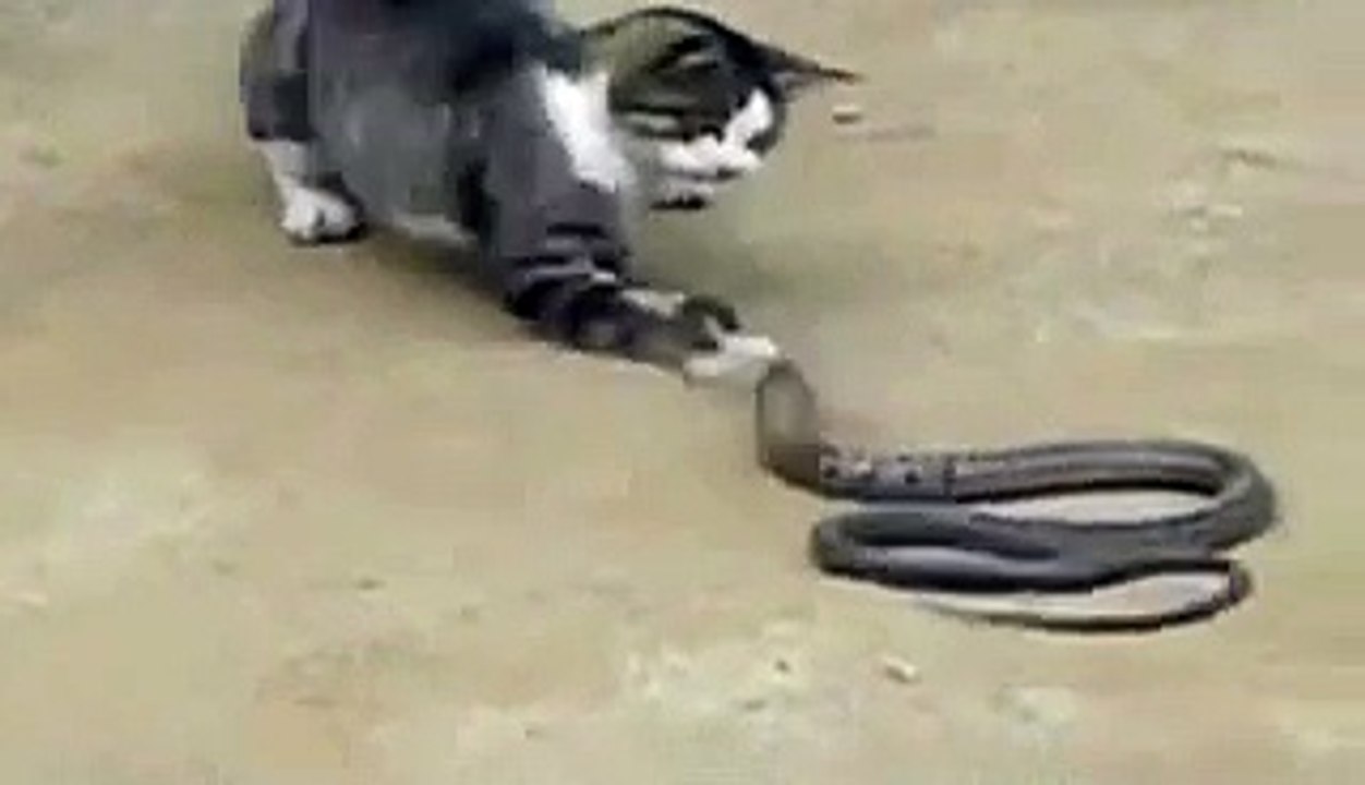 vIDEO_13