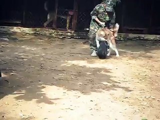 Huấn luyện chó Alaska