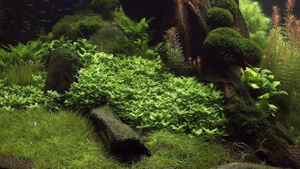 Nature's Chaos Transformed into a Jungle Aquascape by James Findley
