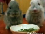Baby Bunnies Eat Funny animals, comedy, dogs, cat fails ~ Best Funny Animals 2014 - Funny Poppy