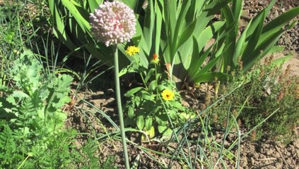 Jardinage : que voit-on sur cette photo ?