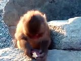 伊豆、波勝崎苑の猿（ラッキー♪）Japanese Macaque Monkeys