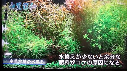 An aquarium. 志藤店長の水草水槽立ち上げ後のアドバイス。