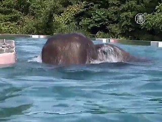 Япония: слонам – бассейн, зрителям – восторг
