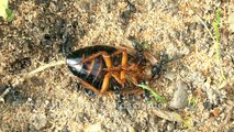 Camponotus vagus: Fütterung am 06.06.2013