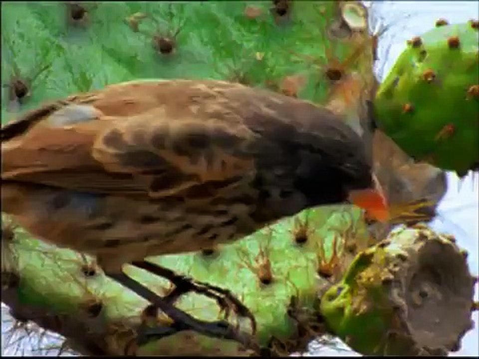 L'isola degli uccelli vampiro.  Documentario National Geographic.