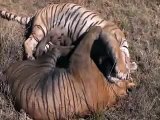 ★BEST ANIMAL FIGHT EVER★ Tigers fighting
