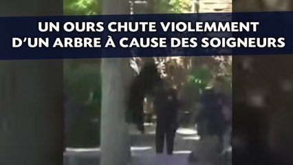 Un ours chute violemment d'un arbre à cause des soigneurs