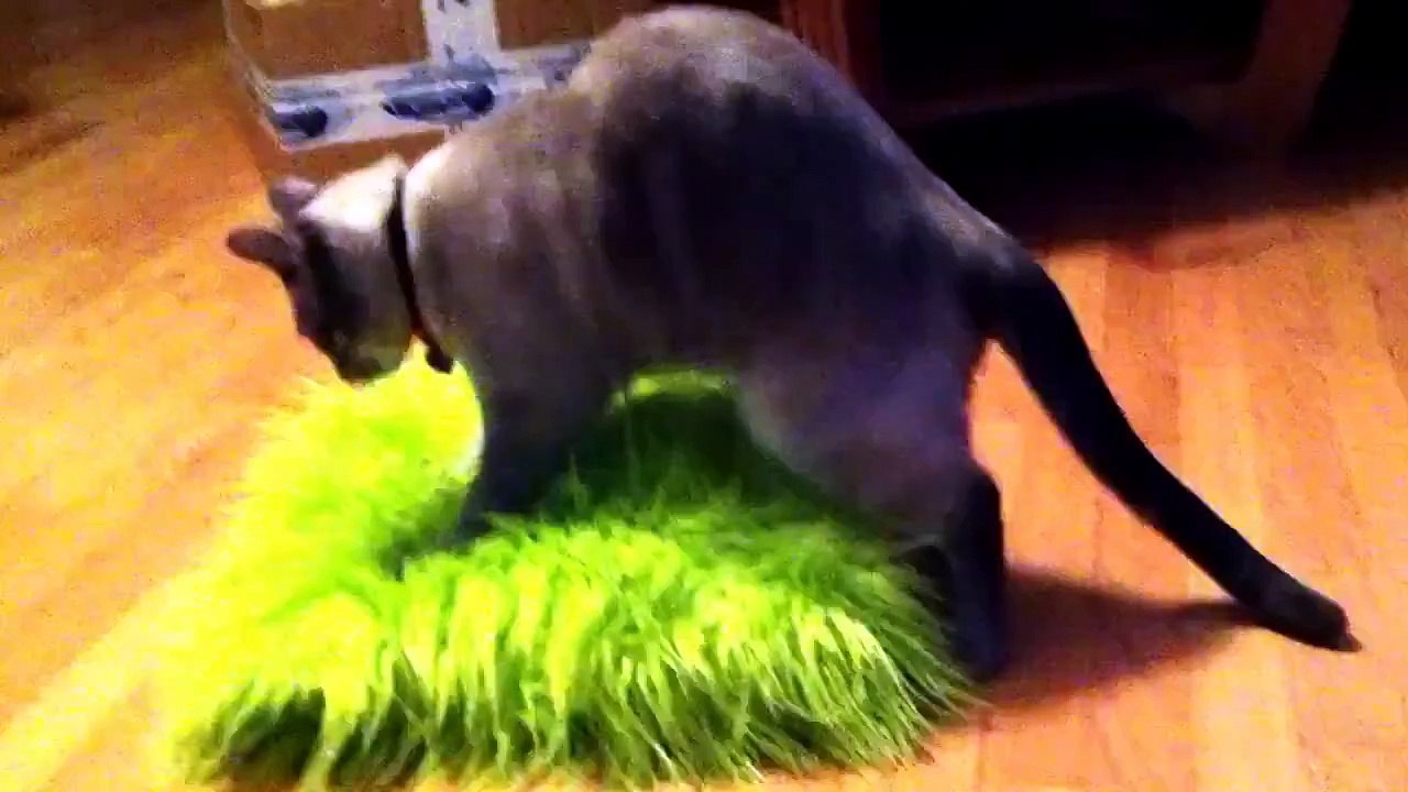 Funny Cat FAIL Video