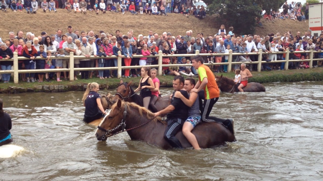 Baignade des chevaux
