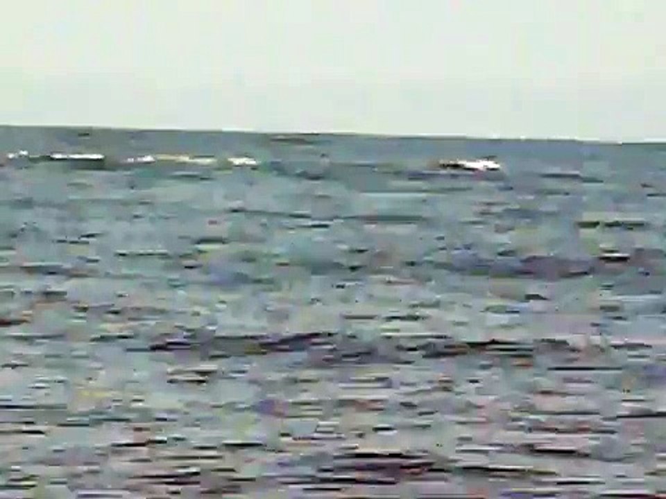 Ballenas Jorobadas en Los Organos, Peru