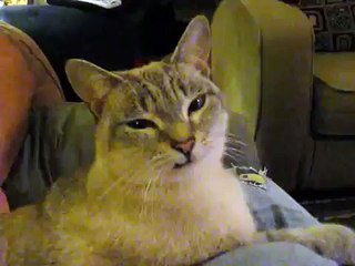 Jackie cat licks the air
