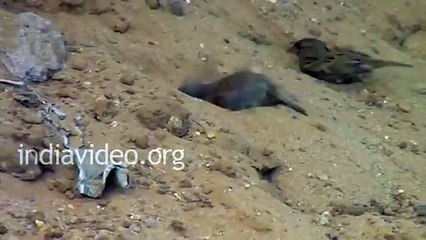 Sand Bath of House Sparrows Ajmer Rajasthan