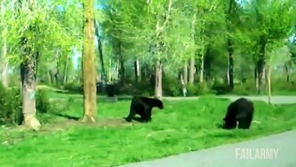 Funniest Animal Fails Compilation Collection Funny