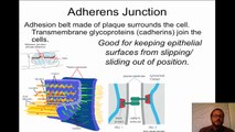 Cell Junctions