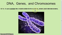 DNA, Genes, Chromosomes