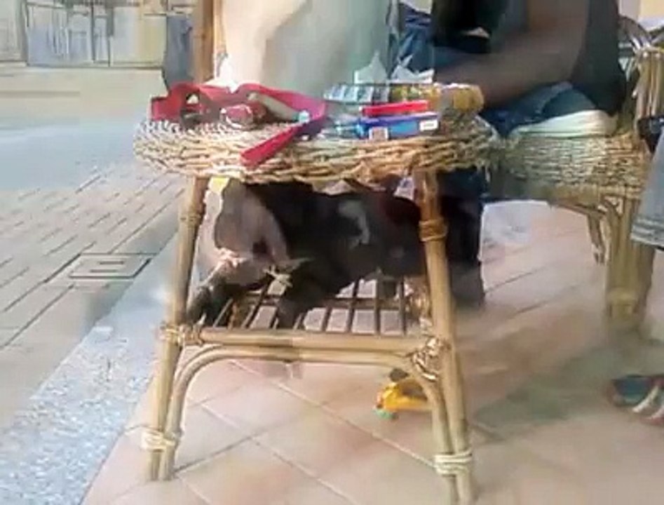 cane corso Zeus da 5 giorni a 3 mesi