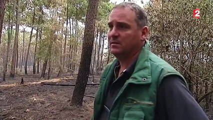 Sarthe : un incendie ravage plus de 100 hectares de forêt