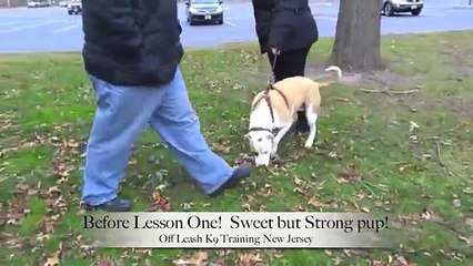 Pit Bull heel lesson before and after