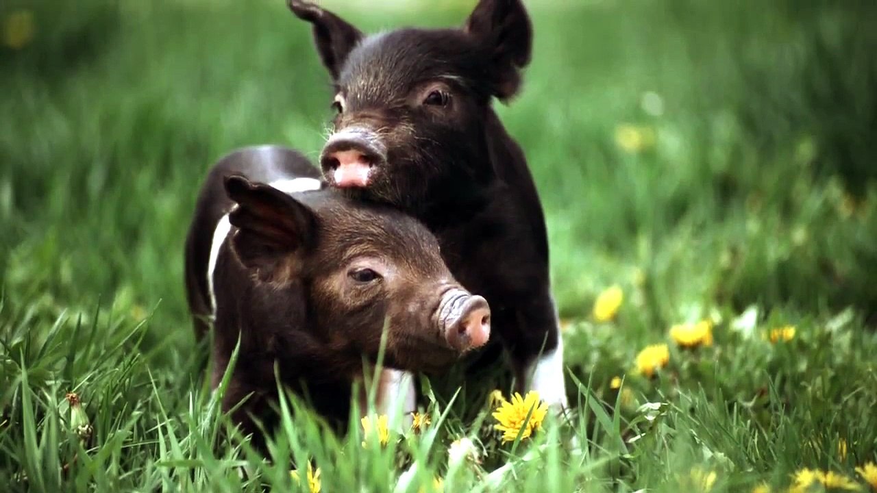 15 Animal Sounds in Korean