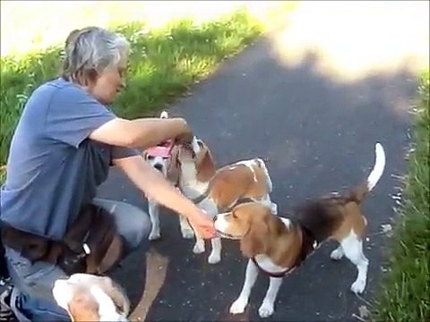 Hundetraining mit mehreren Hunden