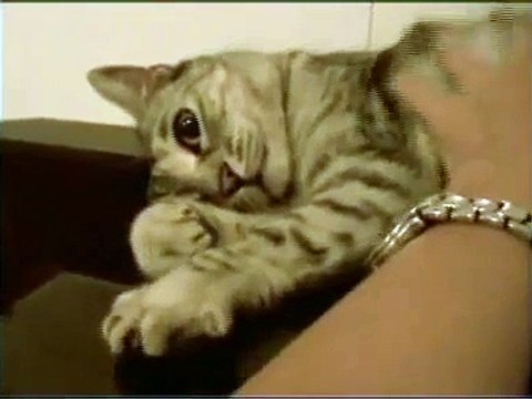 Gatti : vita spericolata dei miei gatti