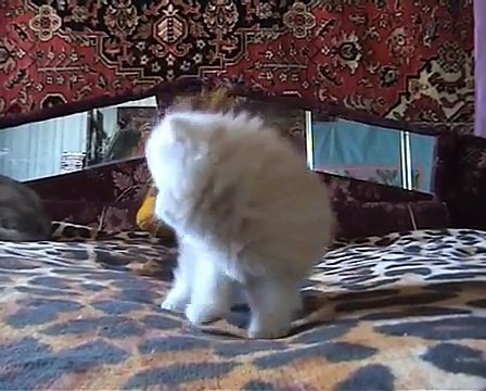 Арсино САН-Эжени - персидский котенок системы PCA