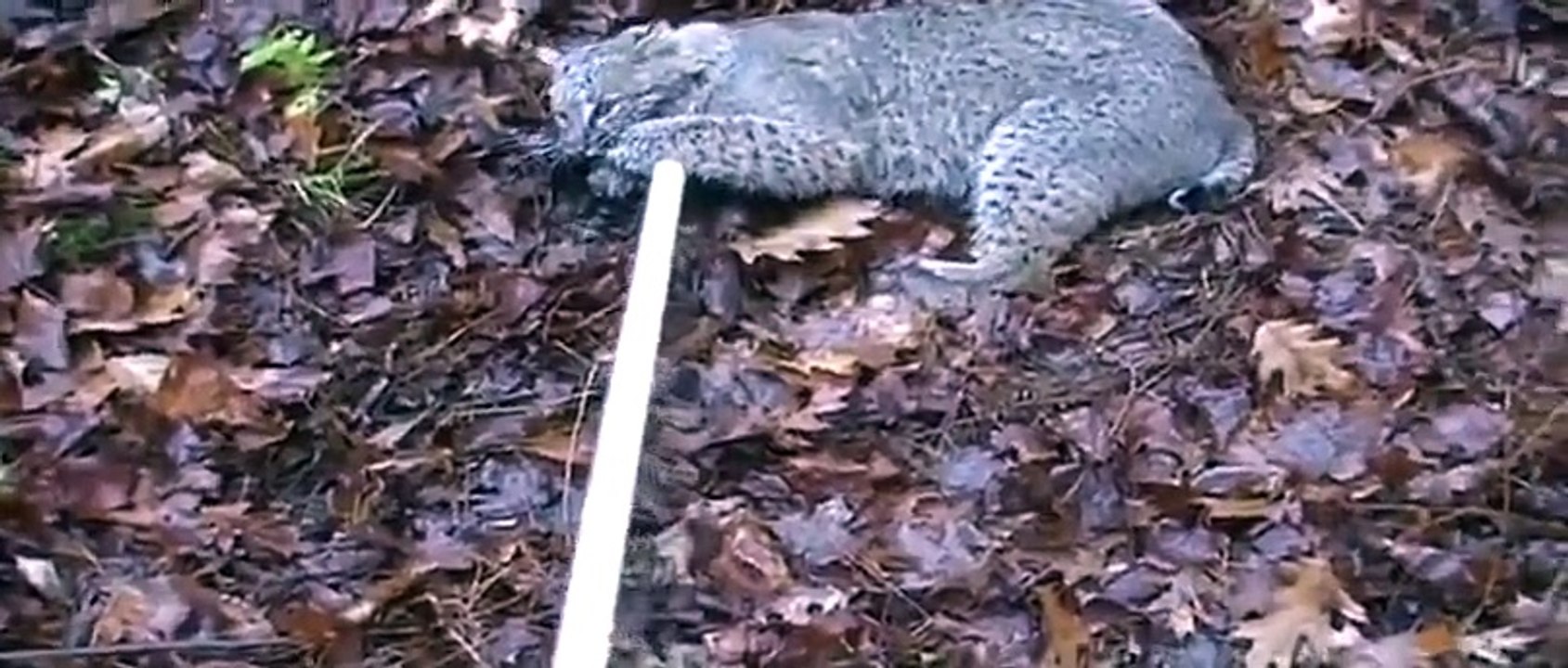 Il veut attraper un lynx mais c'est le lynx qui essaie de l'attraper