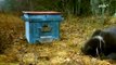 Αρκουδάκια τρώνε μέλι από κυψέλη μελισσοκόμου!