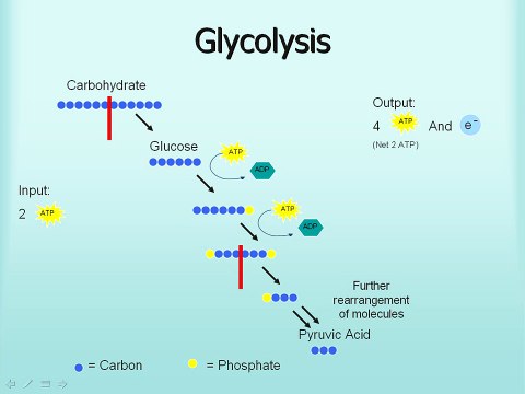 Microbiology: Glycolysis, Fermentation, Respiration
