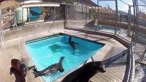 Pacific Marine Mammal center Sea lion exercise....follow me