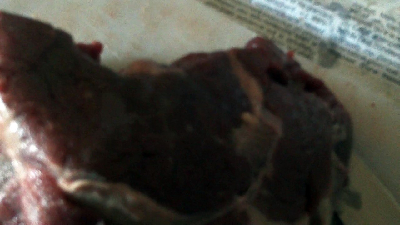 DOMAINE DE PEGASE,BERGER BLANC SUISSE,CHIEN,CHIOTS,EDUCATION, nourriture ménagère,SANTE, SOCIALISATION, domaine de pegas