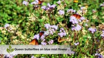 What's the BUZZ about native plants |Native Plant Society |Central Texas Gardener