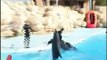 Sharm El Sheikh Excursions - Swimming with Dolphins with Sharmers, a Wonderful Experience in Egypt at an amazing price.