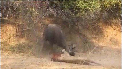 Le roi des animaux humilié par un buffle qu'il a tenté de dévorer.