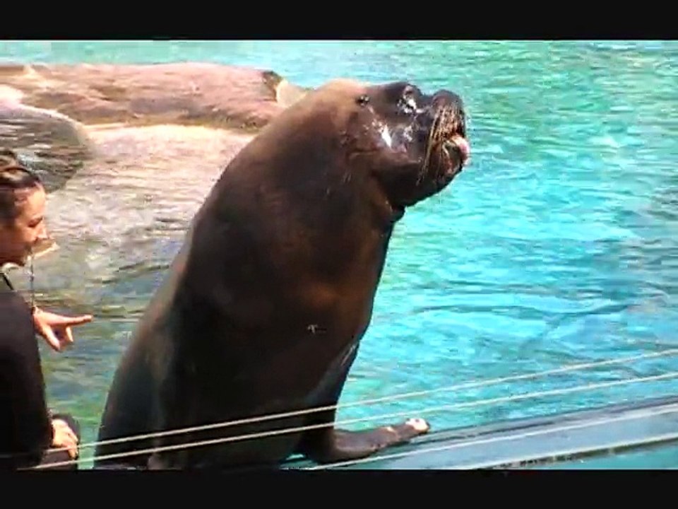 spectacle d'otarie  zoo amneville