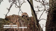 Adventures in Nature - Tawny Owl, London