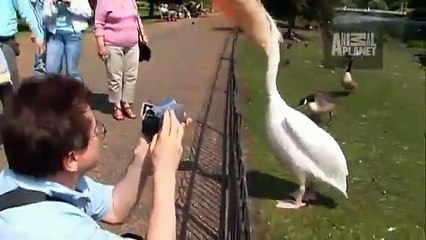 Pelican Swallows Pigeon