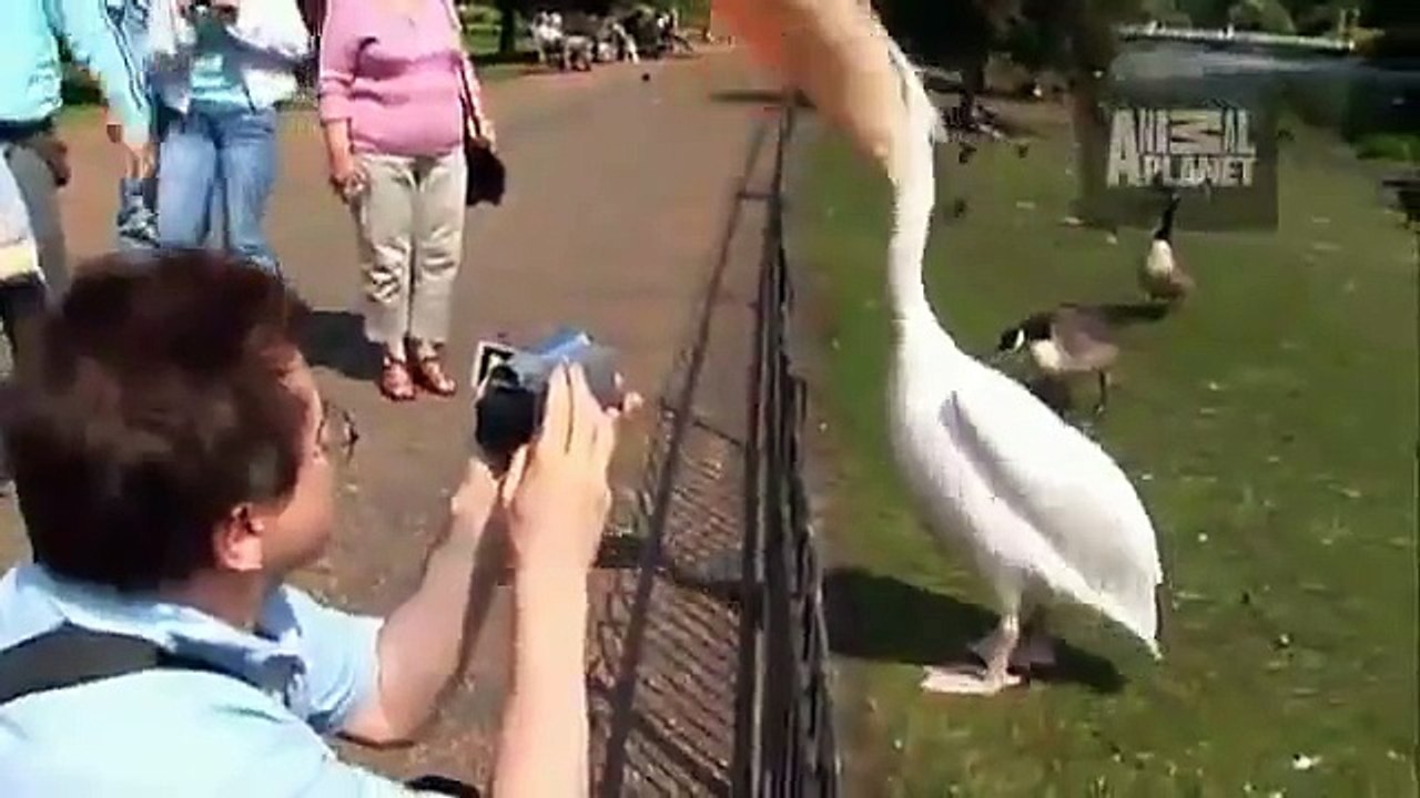 Pelican Swallows Pigeon