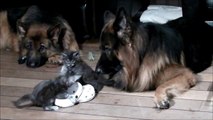 Maine coon kittens abusing German Shepherd dogs!