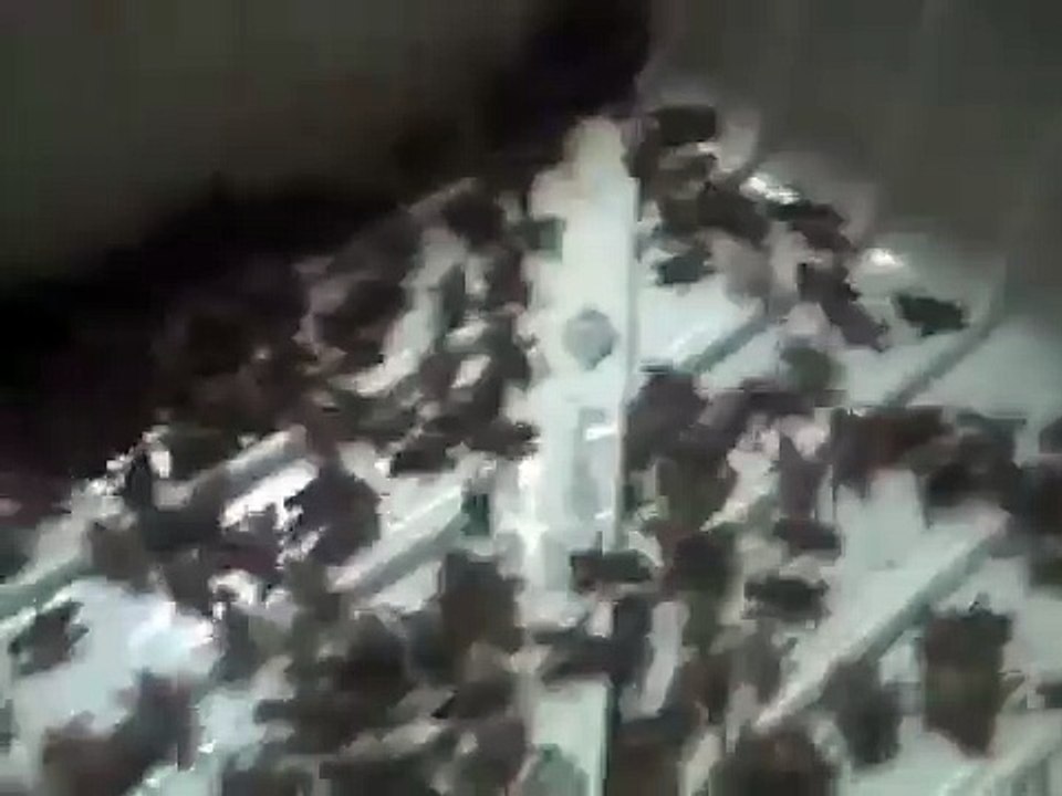 10% winged crickets